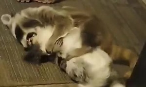 Pooch and Raccoon are Wrestling Buddies