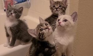 In Sync Foster Kittens