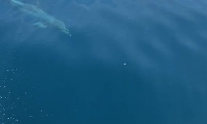 Pod of Dolphins Play Alongside Boat