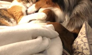 Blue Merle and Calico Cat Playing Together