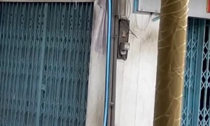 Monkey Explores the City with a Blanket