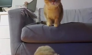 Cats sync their dance moves for the camera
