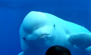 Beluga Whale Comes in Close to Say Hello