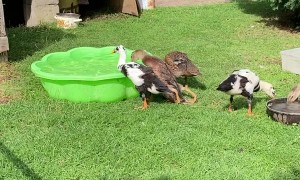 Duckling Has a Case of Monday Motivation