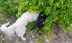 Dogs Have a Secret Meeting in a Bush