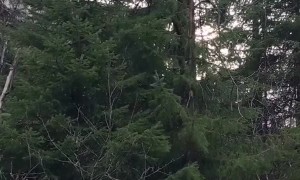 Bear Family Eating in a Tree