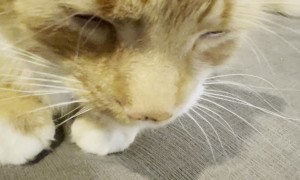 Boo Boo Coos When He’s Happy