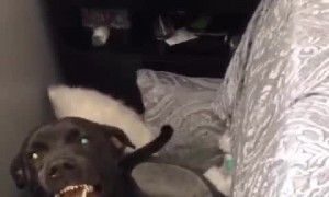 Doggy Seriously Wants to Keep Her Stick