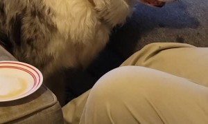 Patient Doggy Waits to Play