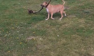 Happy Dog Finds Big Stick