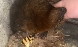 Woman Bitten While Trying to Befriend Giant Rat