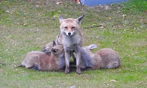 Mama Fox and Her Hungry Pups