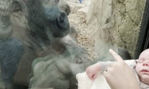 Mother Shares Unique Maternal Bond with Gorilla