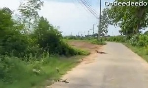 Monitor Lizard Picks The Worst Time to Cross Road