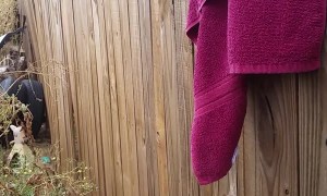 Kitten Rescued after Getting Paw Stuck Between Fence Boards