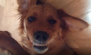 Golden Retriever Hilariously 