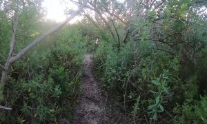 Chased by Bull Alligator While Tarpon Fishing