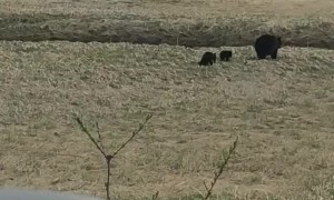 Juneau Alaska Momma Bear with Her Triplets