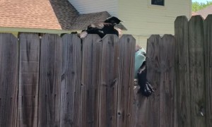 Sweater-Wearing Doggy Is a Skilled Climber
