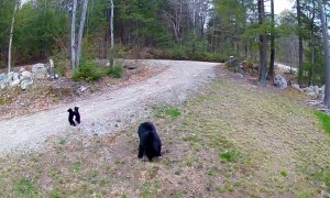 Black Bear Cubs Playfully Wrestle in Driveway