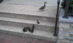 Priceless Moment Shows Ducklings Conquering Step Climb