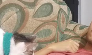 Cat Massages Guy Relaxing on Sofa