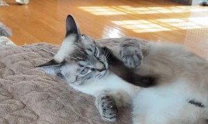 Kitty Has a Battle With His Own Foot