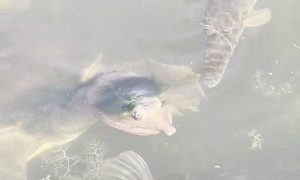 Florida Softshell Turtle Sports a Stylish Toupee