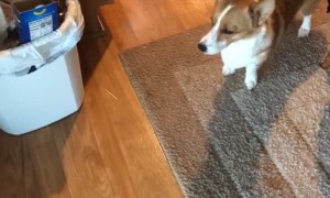 Duncan Has a Hard Time with Screen Doors