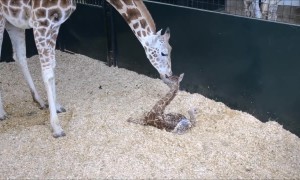 Newborn Baby Giraffe Adorably Stands Up For First Time