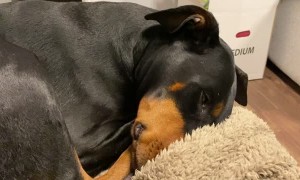 Sleeping Doberman Barks and Blows out Cheeks