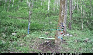 Bears Enjoying Some Playtime on a People Swing