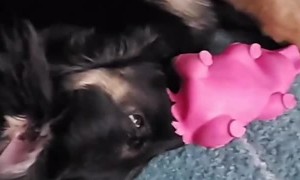 Puppy Finds New Way of Playing With Toy Pig
