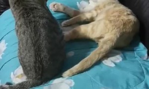 Kitties Go from Cuddly to Cantankerous in Seconds