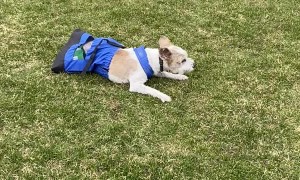 Disabled Doggy Still Enjoys Exercise