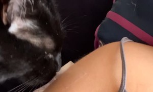 Cat Removes Bandage From Covid Shot