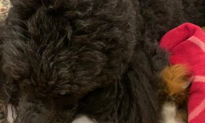 Doggy Helps Dry Guinea Pig After Bath Time