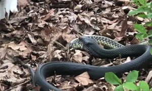 Kitty Watches on as a Snake Devours Another Snake