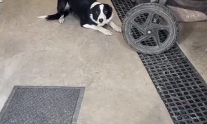 Naughty Dog Tries Rushing Past Door Manners Training