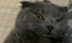 Pain Medication Makes Kitty Sleepy