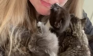 Cuddling With Litter of Kittens Gets Intense