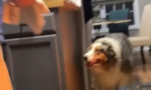 Disheartened Dad Discovers Source of Oven Fire