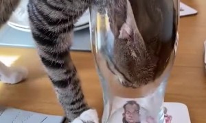 Inquisitive Kitty Gets to the Bottom of Glass