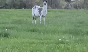 Piebald Deer Peacefully Grazes by Roadside