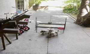Determined Terrier Pups Push Cage