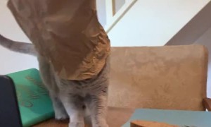 Kitty Steps off Table After Getting Head Stuck in Paper Bag