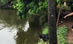 Dog Dives in to Save Person From Drowning