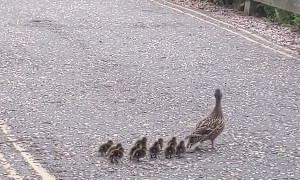 Momma Duck Meanders Across Road