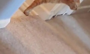 Cat's Meow Is More Like a Scream