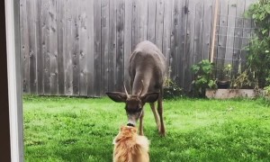 Friendly Deer Comes Close to Meet Kitty